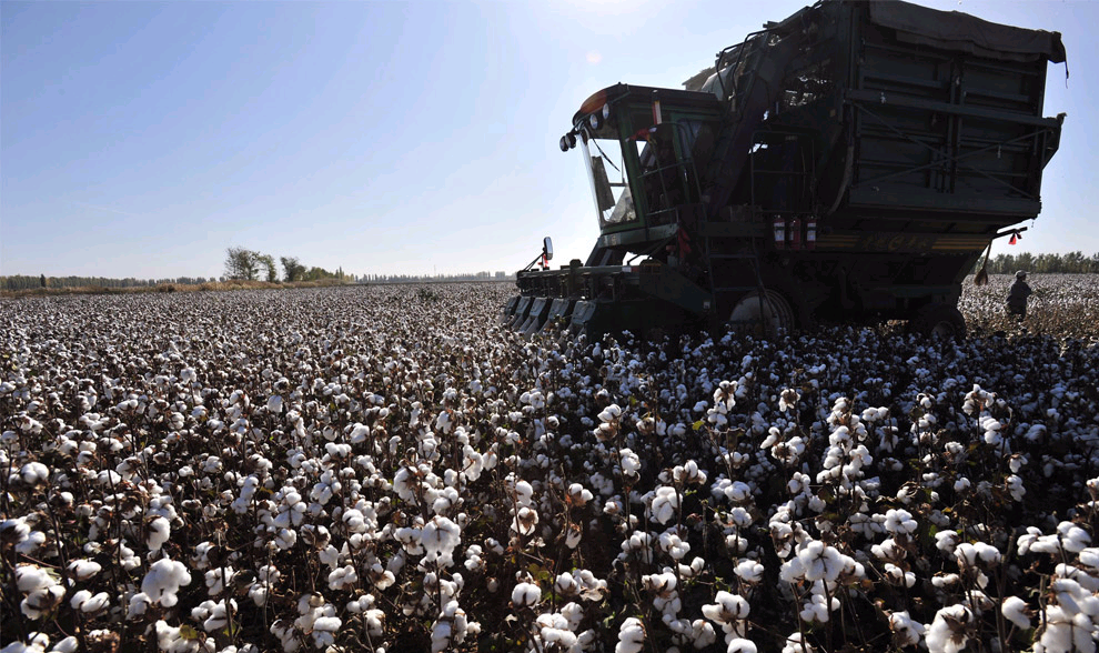 Traditional cotton harvest